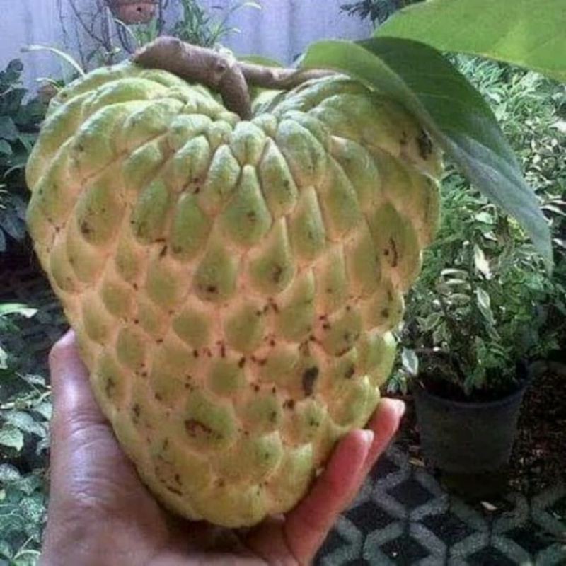 Bibit Tanaman Buah Srikaya Jumbo-Bibit Srikaya Jumbo-Bibit Buah Srikaya-Bibit Okulasi