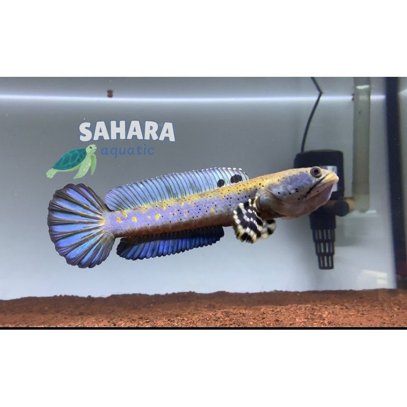 Tank mate COD CHANNA BLUE PULCHRA YELLOW SPOT SORTIRAN,CHANNA BLUE PULCHRA SPEK KONTES BAGUS perleng