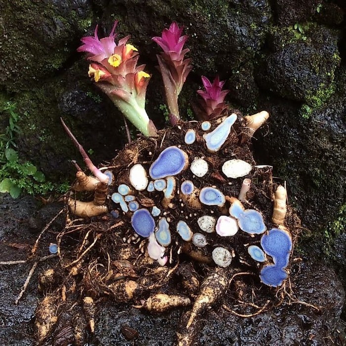 

temu hitam/temu iteng