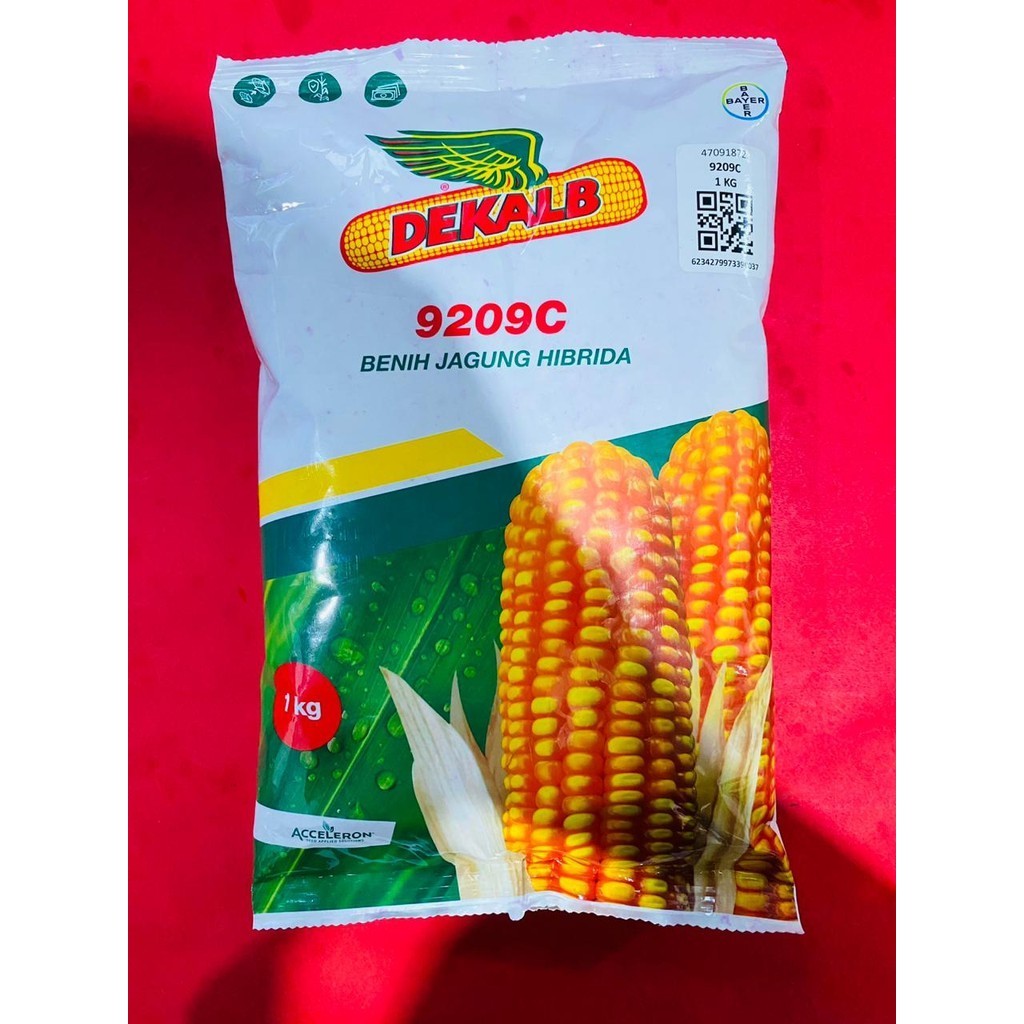 Benih jagung Hibrida DEKALB 771 dekalb 9209c batang kokoh isi 1 kg dari ACCELERON