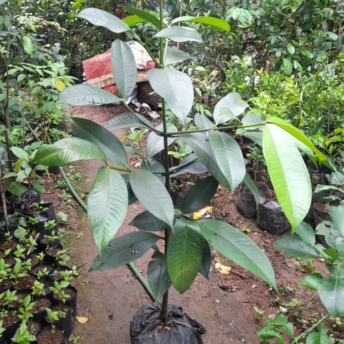Pohon Manggis 1meter Super Rimbun - Tanaman Buah Manggis