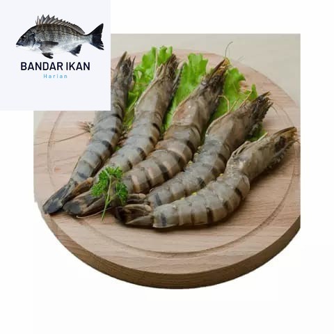 

Udang Windu Size 40/50 Udang Segar Fresh Dan Berkualitas