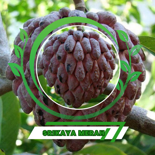 Bibit srikaya merah jumbo okulasi