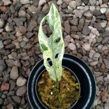 TERMURAH Tanaman Hias Monstera Adansonii Variegata Lokal Original / Janda Bolong Varigata Lokal / Ja