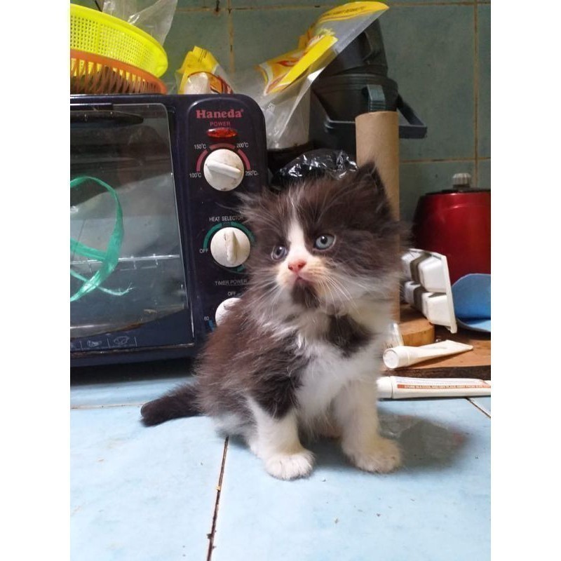 KITTEN NORWEGIAN GEMES