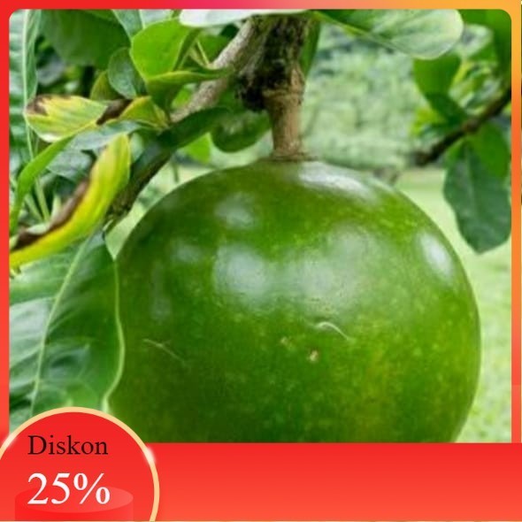 

[C4NVA_MALL] Best seller Buah Berenuk Buah maja ramuan herbal Terlaris