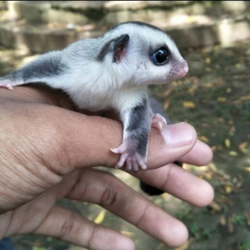 (COD) Sugar Glider Joey White Face/Hewan Lucu/Mainan Anak