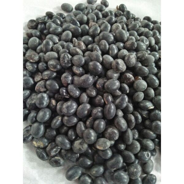 

1 KG KEDELAI HITAM SUPER FRESH KEDELAI MALIKA