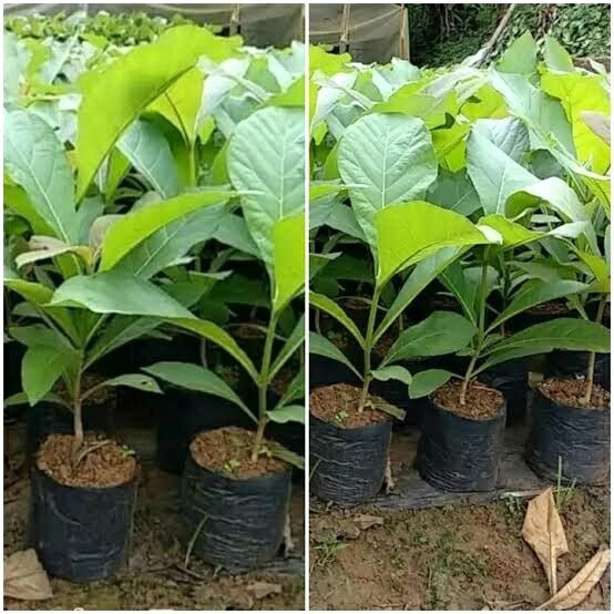 bibit tanaman pohon jati unggul