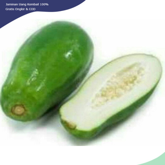 

Baru Buah pepaya muda papaya sayur obat herbal