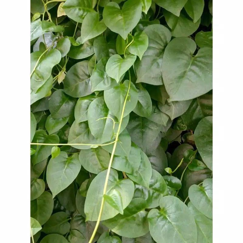 

New Promo daun binahong segar fresh 500 gram COD (R_family)