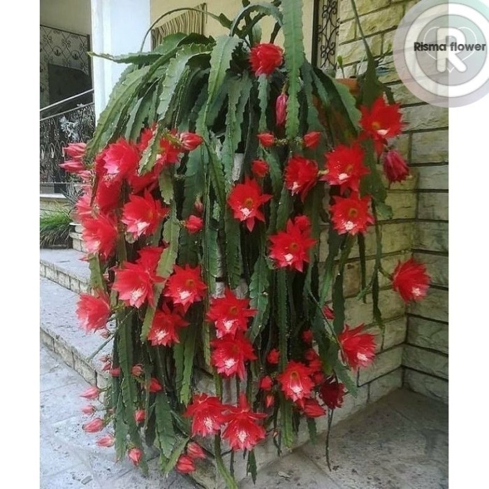 Tanaman hias pohon Wijaya Kusuma Bangkok merah / pohon Wijaya Kusuma besar bunga merah - Bunga Hias 