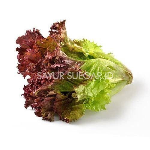 

selada merah 500 gram