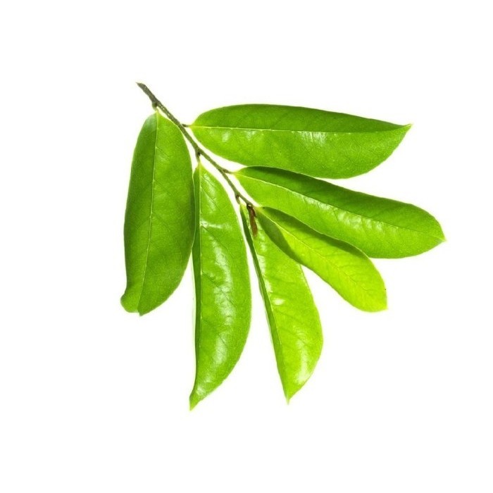 

Hafika Daun Sirsak Segar 100 Gram nagka Walana Herbal Tumor Kangker