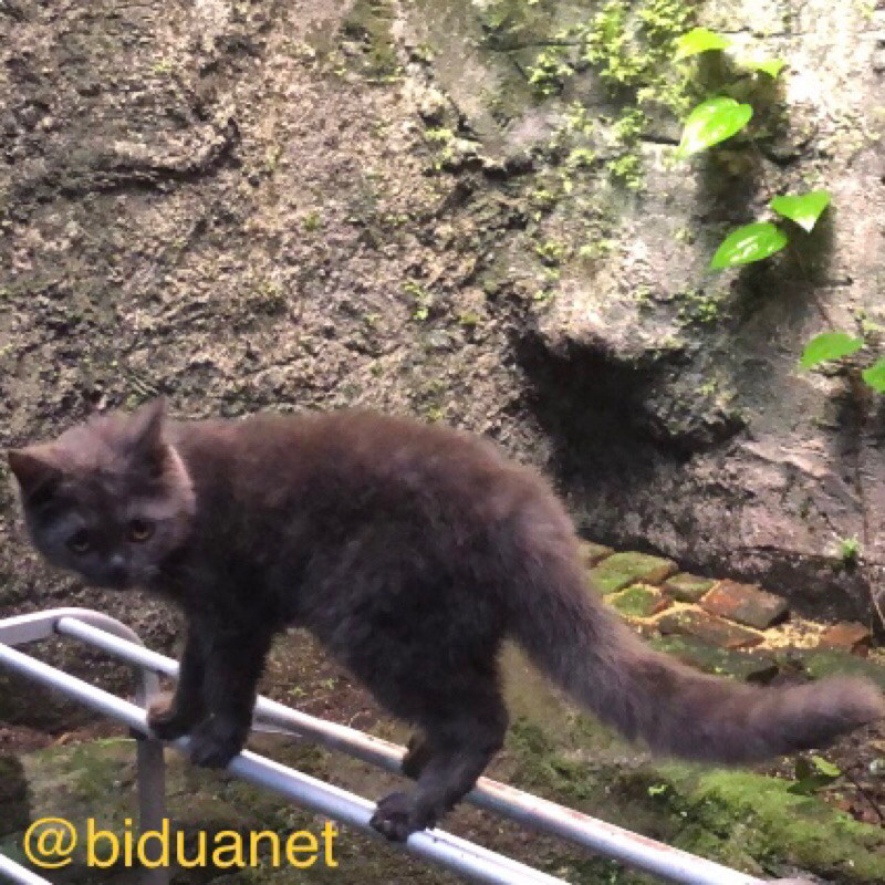 Kucing Kitten BSH British Shorthair Scottish Straight
