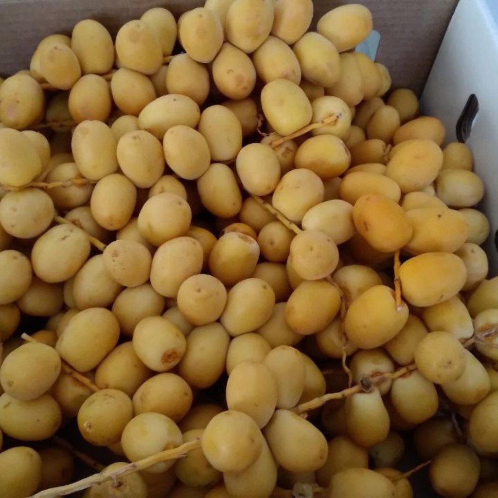 

Kurma Muda Promil Kurma Fresh Premium Grade A