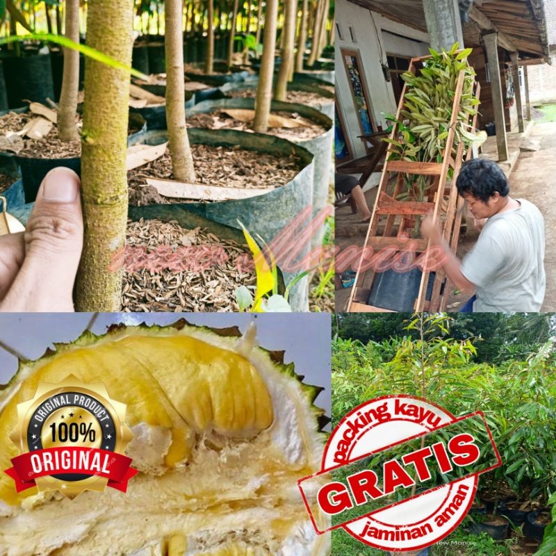 Bibit Durian Bawor Superan (GRATIS PACKING KAYU)