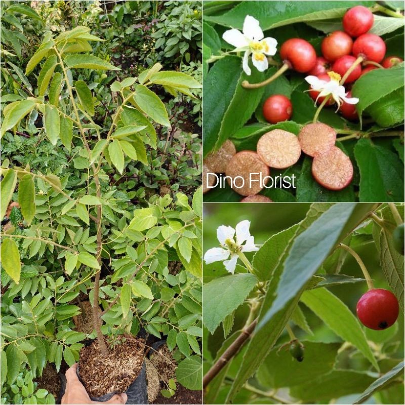 Bibit Tanaman Buah Ceri Kersen / Ceri Kersen Baleci