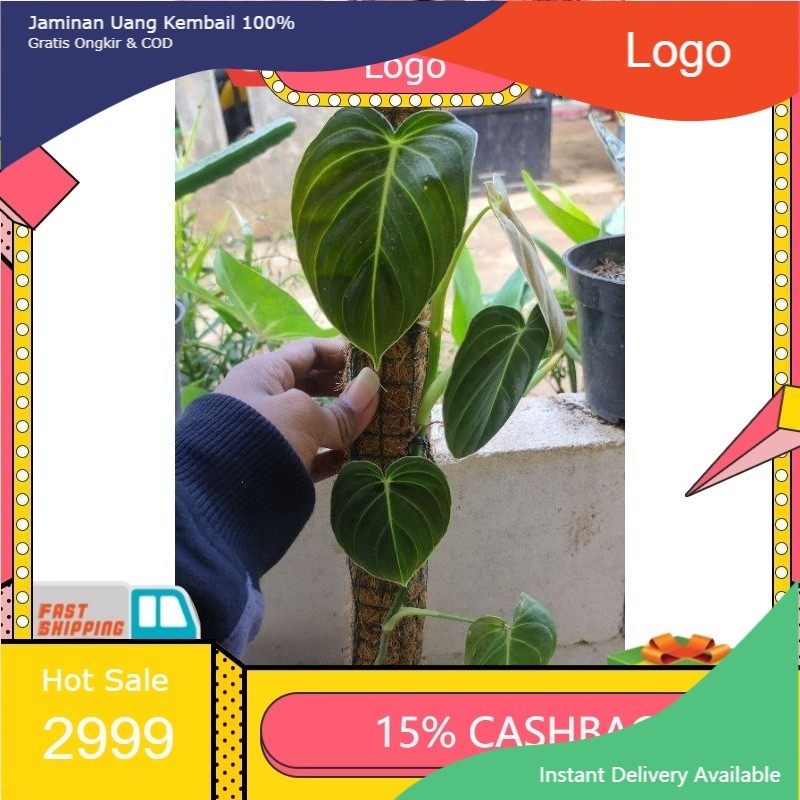 Tanaman Hias Philodendron Melano / Melano / Philodendron