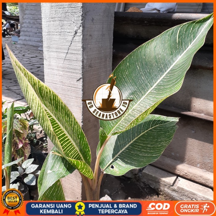 BIBIT TANAMAN PISANG BATIK/ PISANG DAUN BATIK/ PISANG HIAS UNIK Bibit Tanaman Super Unggul UD SEANAS