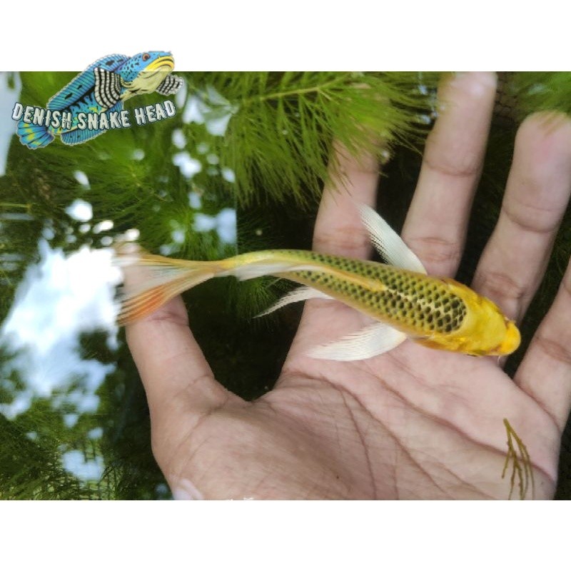 Paket 5 ekor ikan koi kumpay/slayer gondrong2 size 15cm hiasan aquarium bergaransi