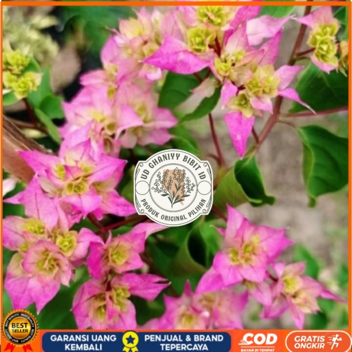 Tanaman Hias Bunga Bougenville Cherry Blossom Bibit Tanaman Super Unggul UD GHANIYY BIBIT ID