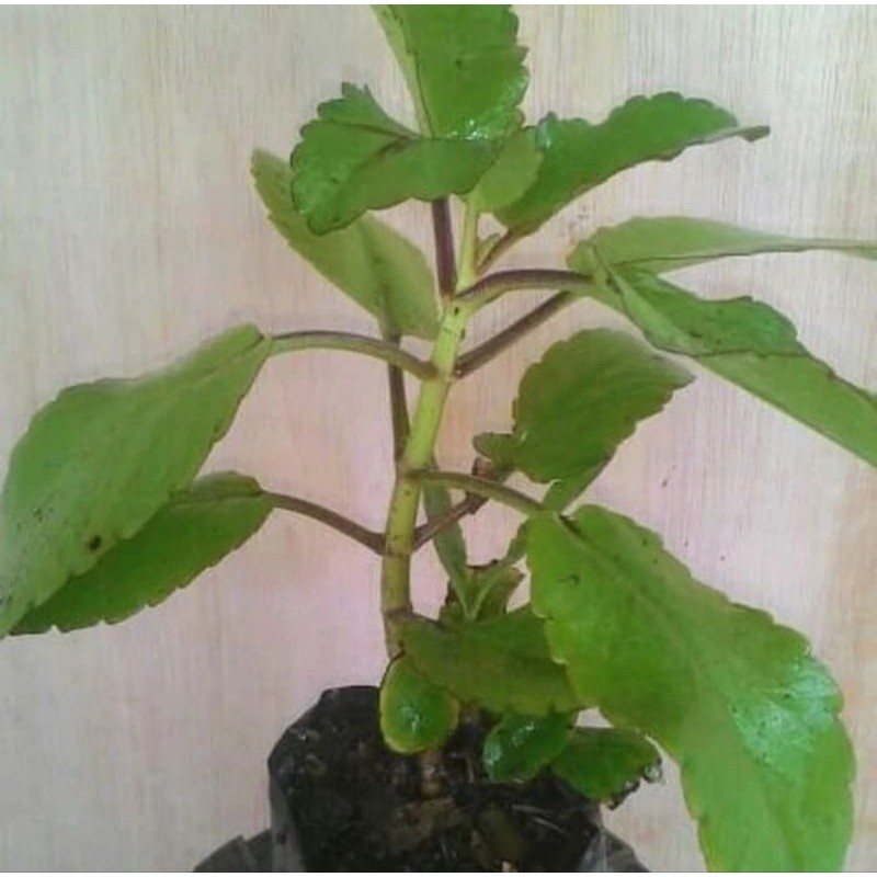 

daun cocor bebek segar/buntiris bisa bibit