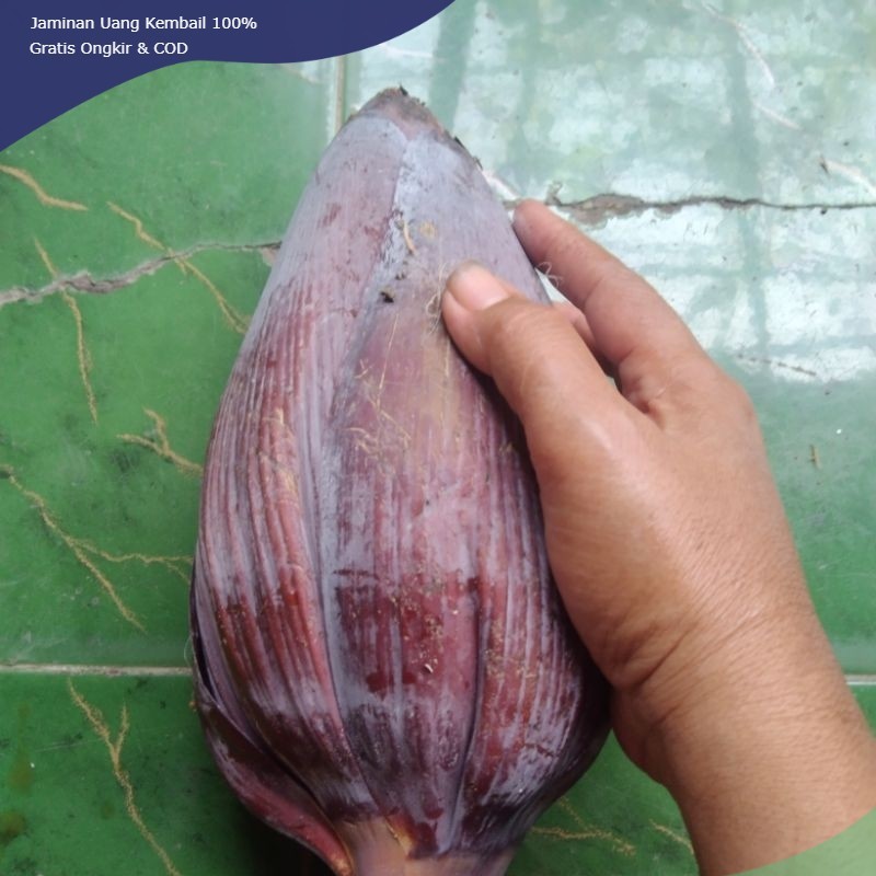 

jantung pisang kepok fresh.jumbo.