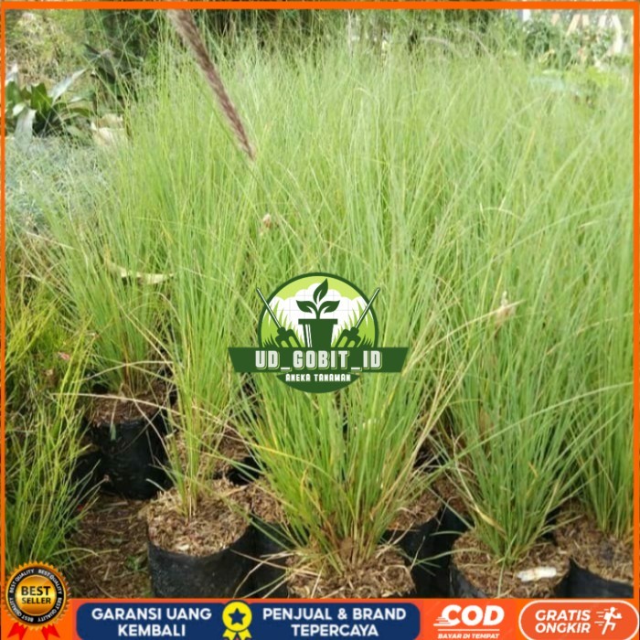 Bibit Tanaman Alang Alang Ekor Kuda/ Alang-Alang Ekor Kuda Bibit Tanaman Super Unggul UD GOBIT ID