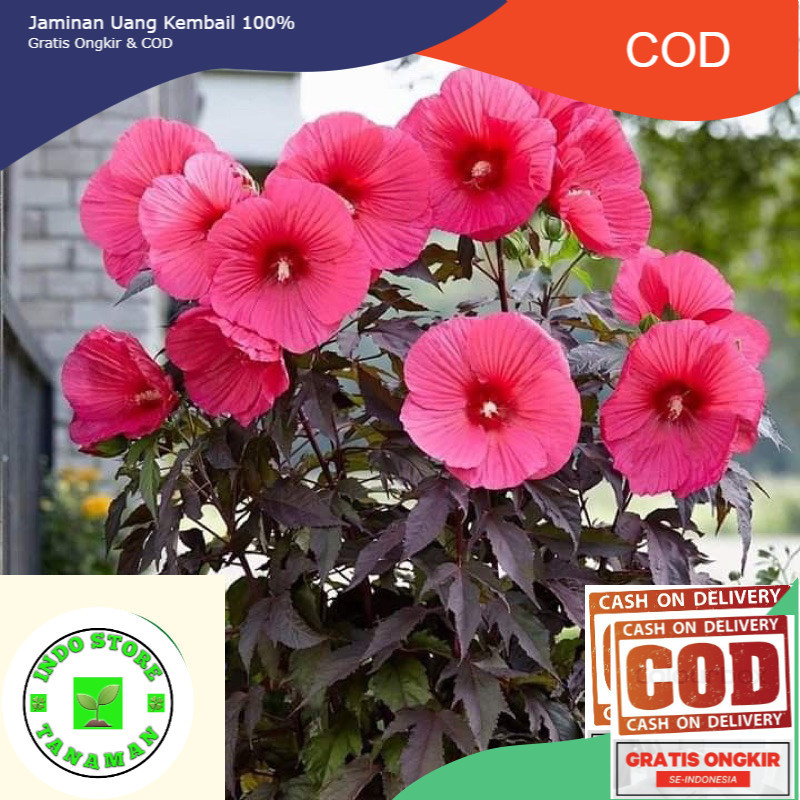 bibit bunga sepatu TUMPUK banyak warna - Tanaman Kembang Sepatu Tumpuk - Bunga Hias Sepatu Hidup Hib