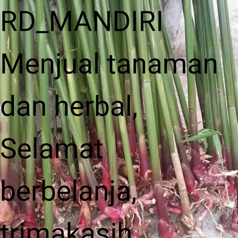 

Herbal Batang kapulaga 80-100cm batang segar