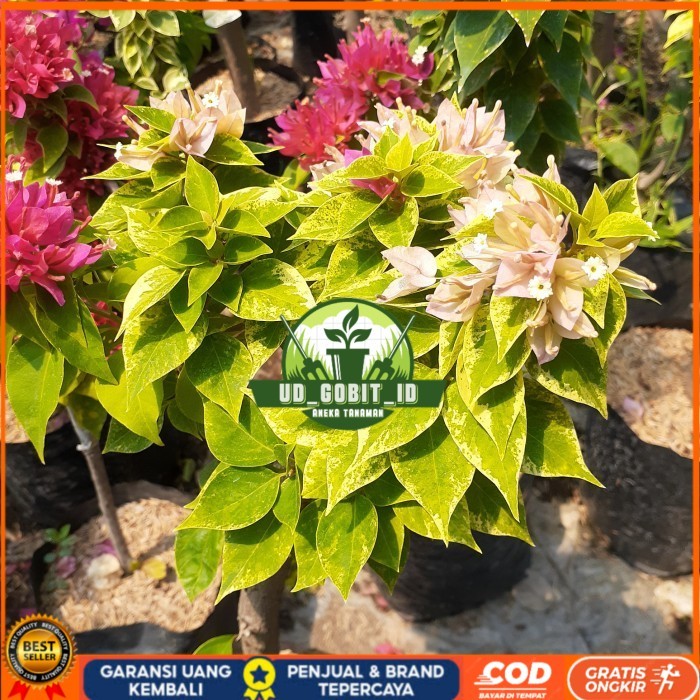 TANAMAN HIAS BOUGENVILLE 2-3 WARNA BATANG BESAR SUDAH BERBUNGA CANTIK Bibit Tanaman Super Unggul UD 