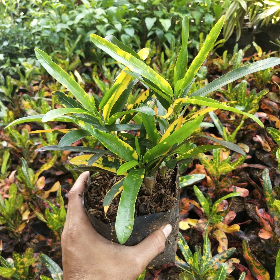 Tanaman Hias Puring Cabe Kuning - Tanaman Puring - Pohon Puring Cabe Kuning - Puring - Tanaman Hias