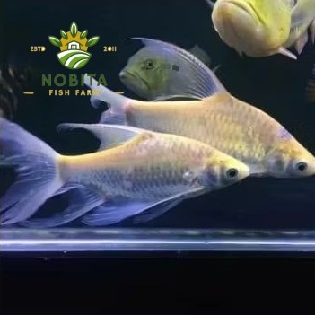 hias Ikan Kaviat slayer albino longfin tankmate arowana hiasan aquarium unik tankmate aquarium
