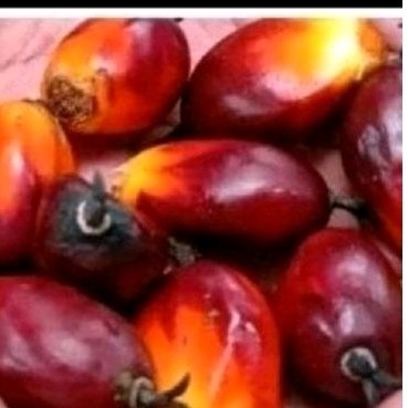 

Buah sawit sgar 40 pcs umpan pancing