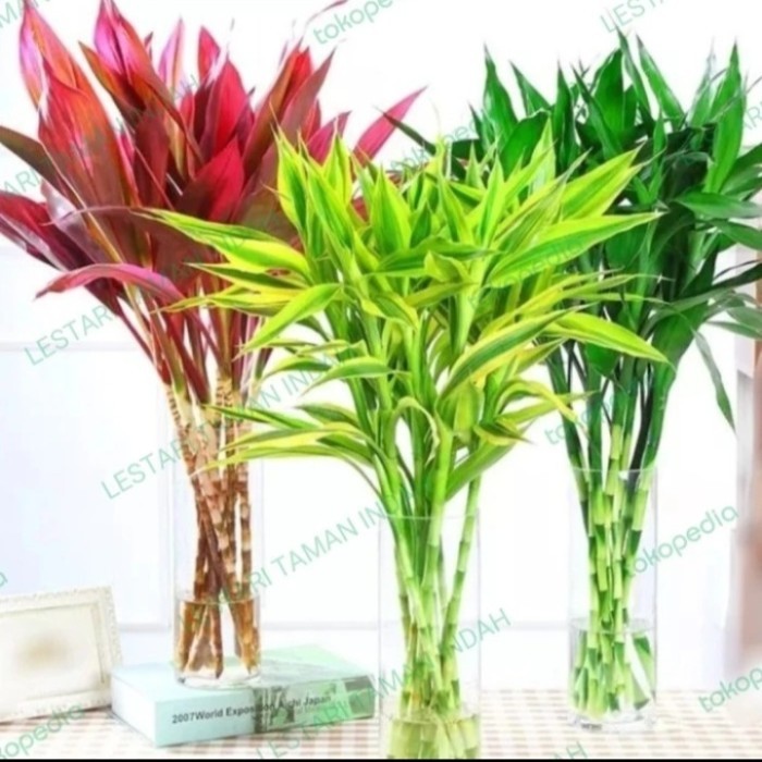 Paket 3 tanaman hias sri rezeki bisa hidup di air tanaman indoor