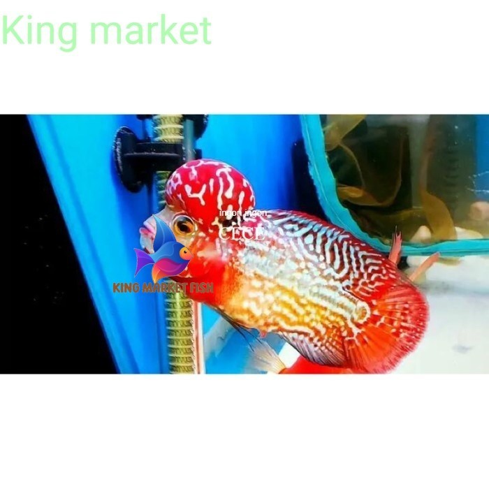 Super grade Burayak louhan kamfa F2Twotone king