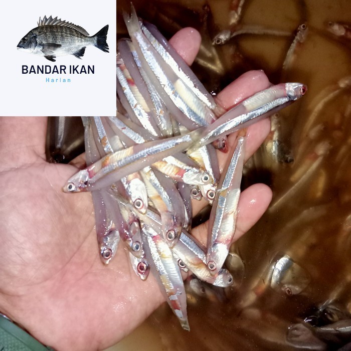 

Ikan Teri Galer Segar Fresh Dan Berkualitas