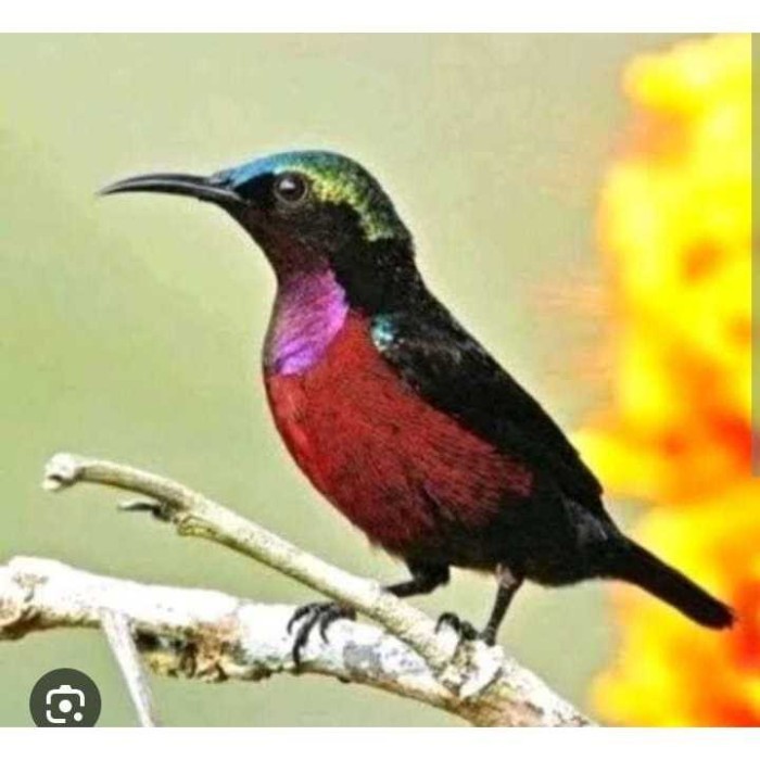 Burung Konin metalik