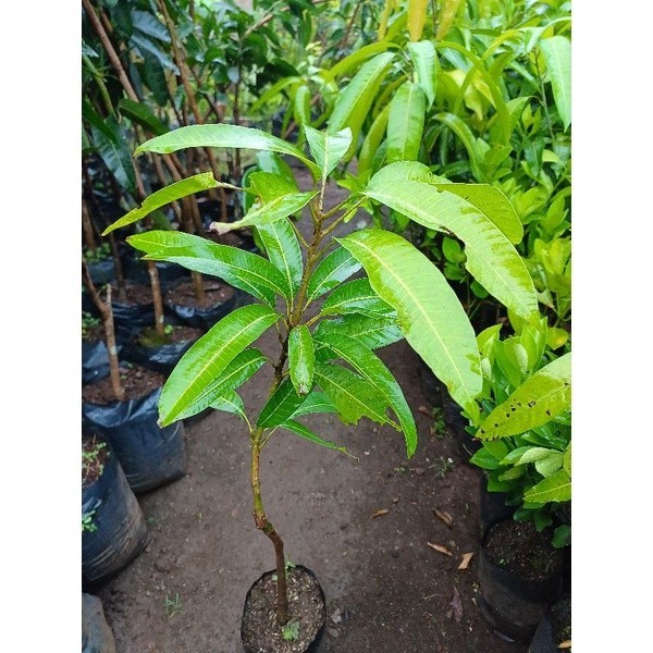 Tanaman Mangga Miyazaki PERNAH BERBUNGA 1 METER BATANG BESAR