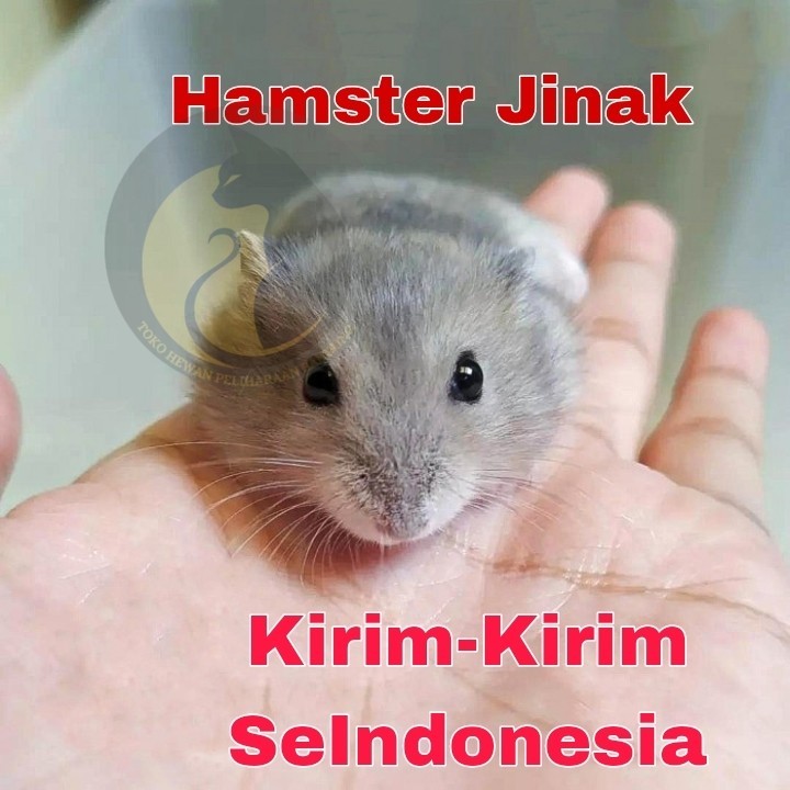 Hamster Jinak Jenis Winter Sapphire | Hamster Jinak Aman Untuk Anak Anak