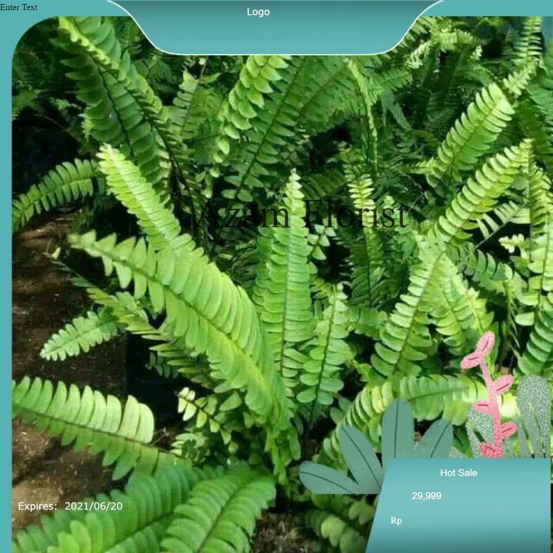 Tanaman Hias Pakis Kelabang, Pakis Kelabang