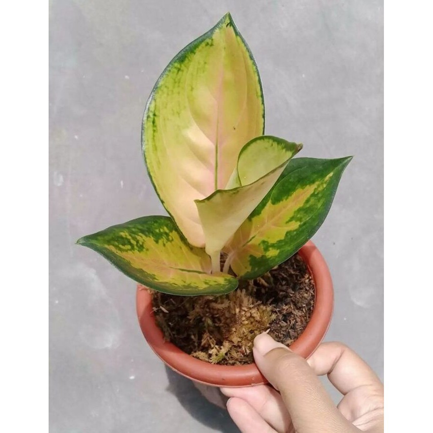 sale aglonema sultan brunei remaja daun 2-3 Asli