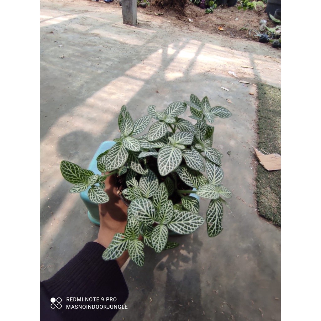Tanaman Hias Fittonia Putih - Tanaman Indoor Daun Fittonia Albevis