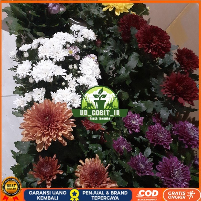 BIBIT BUNGA KRISAN SUDAH BERBUNGA Bibit Tanaman Super Unggul UD GOBIT ID