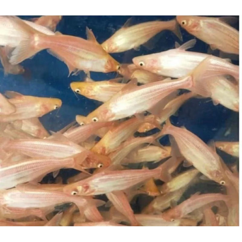 promo ikan hias patin albino uk 5-6cm buruan co