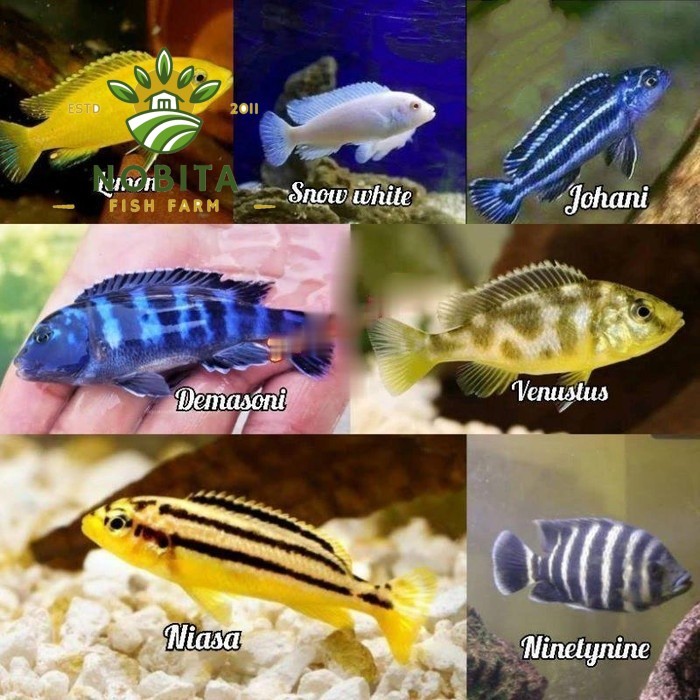 Hiasan siklit Cichlid koleksi aquarium - Lem0n niasa snowhite demasoni tankmate aquarium