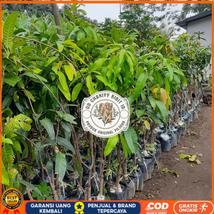 BIBIT TANAMAN BUAH MANGGA TINGGI 1,5 METER JENIS MAHATIR, KIOJAY DLL Bibit Tanaman Super Unggul UD G
