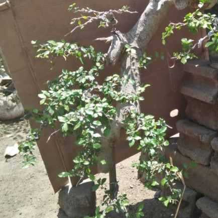 Tanaman Bonsai Serut Mame Ukuran Pot 50Cm Karakter Tua REAL PICT Kode 07870