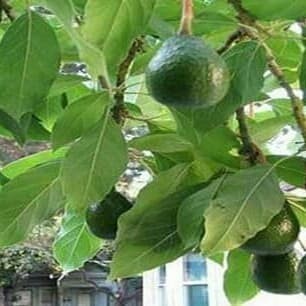 

Daun alpukat segar 200 gram